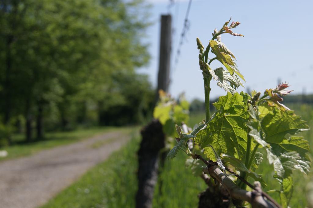 Domaine Maison Dodo Lamonzie-Saint-Martin Kültér fotó